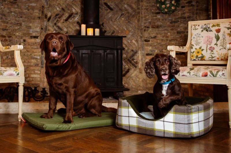 Pets are welcome to stay at Solton Manor, between Dover and Deal, Kent