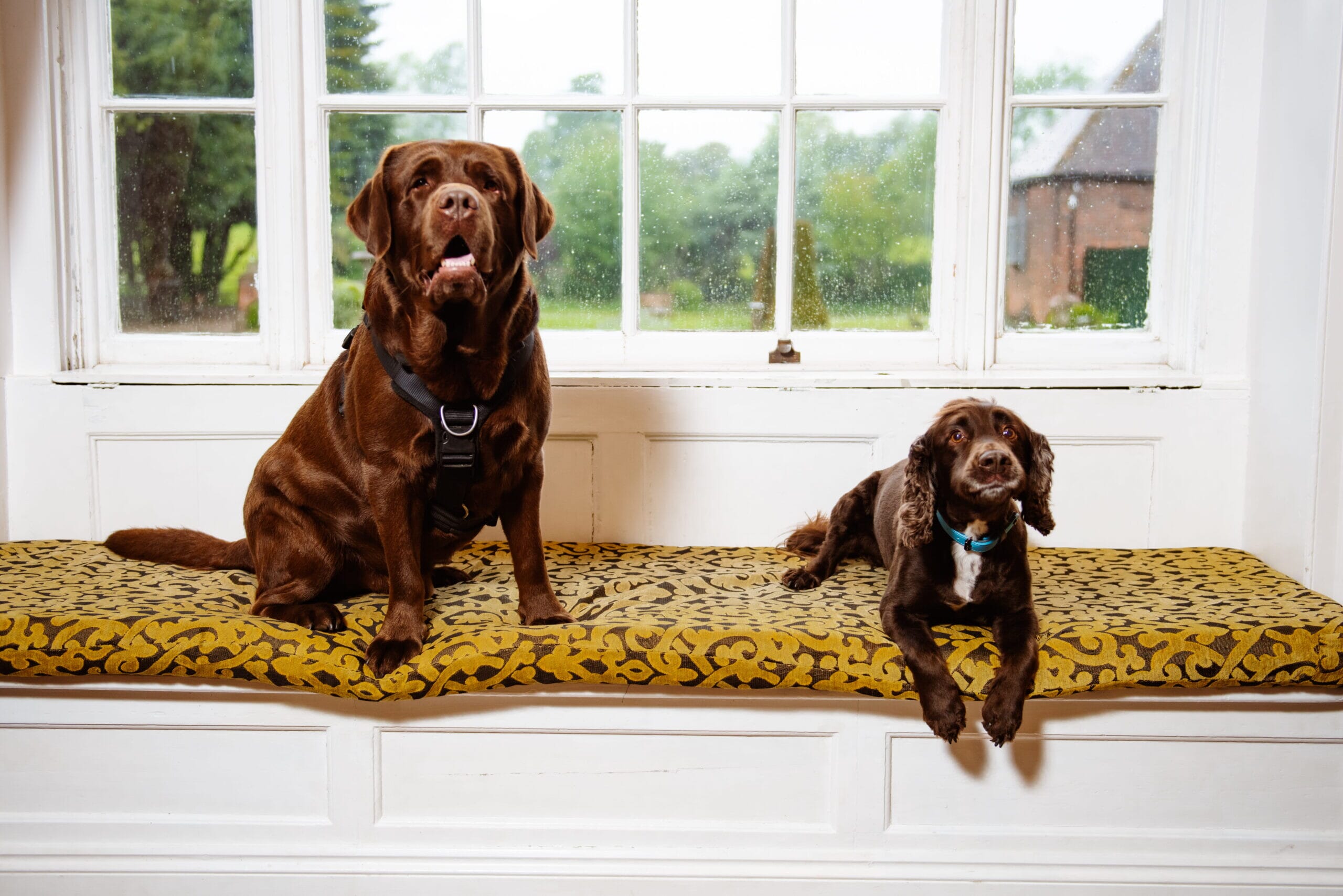 Wags-Whiskers-Solton-17-1-scaled